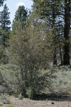 Curl-leaf Mountain-mahogany