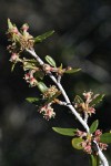 Curl-leaf Mountain-mahogany blossoms & foliage detail