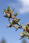 Curl-leaf Mountain-mahogany blossoms & foliage detail against blue sky