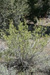 Desert Sweet (Fern Bush)