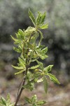 Desert Sweet (Fern Bush) foliage