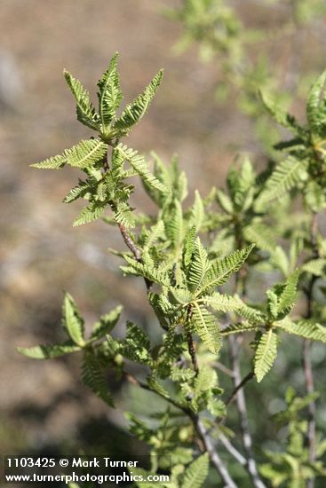 Chamaebatiaria millefolium