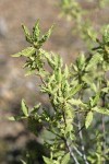 Desert Sweet (Fern Bush) foliage