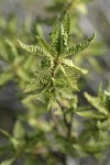 Desert Sweet (Fern Bush) foliage