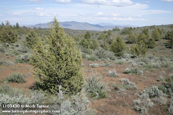 Juniperus occidentalis; Artemisia tridentata