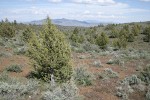 Western Juniper among Big Sagebrush, landscape view