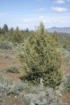 Western Juniper among Big Sagebrush, landscape view