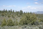 Western Juniper among Big Sagebrush, landscape view