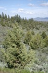 Western Juniper among Big Sagebrush, landscape view