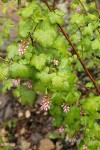 Sierra Currant blossoms & foliage