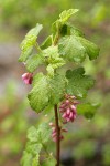 Sierra Currant blossoms & foliage detail