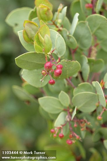 Arctostaphylos mewukka