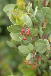 Indian Manzanita fruit & foliage detail