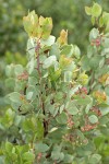 Indian Manzanita fruit & foliage detail