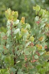 Indian Manzanita fruit & foliage detail