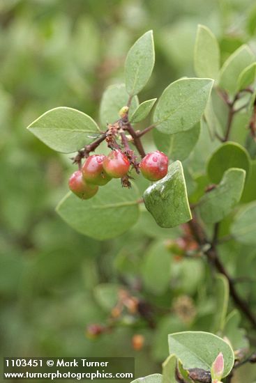 Arctostaphylos patula