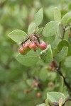 Green Manzanita fruit & foliage detail