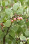 Green Manzanita fruit & foliage detail