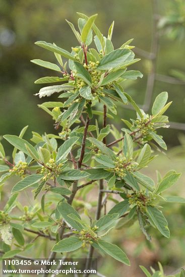 Frangula rubra (Rhamnus rubra)