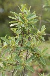 Red Buckthorn blossoms & foliage