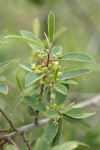 Red Buckthorn blossoms & foliage