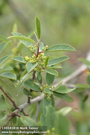 Frangula rubra (Rhamnus rubra)