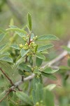 Red Buckthorn blossoms & foliage