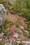 Siskiyou Kalmiopsis