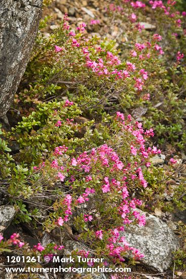 Kalmiopsis leachiana