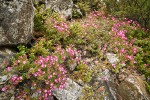 Siskiyou Kalmiopsis