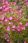 Siskiyou Kalmiopsis blossoms & foliage