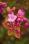 Siskiyou Kalmiopsis blossoms detail