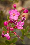 Siskiyou Kalmiopsis blossoms detail