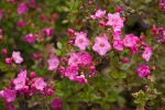 Siskiyou Kalmiopsis blossoms & foliage