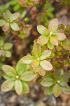 Siskiyou Kalmiopsis foliage detail