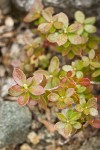 Siskiyou Kalmiopsis foliage