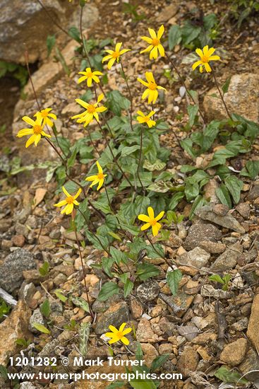 Arnica cernua