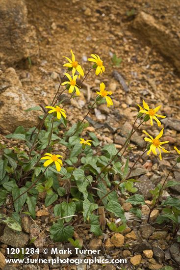 Arnica cernua