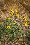 Serpentine Arnica