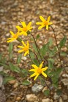 Serpentine Arnica