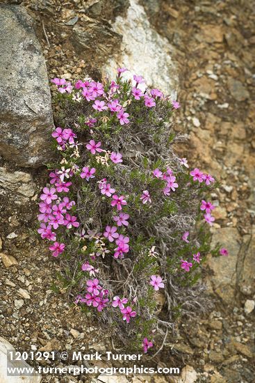 Phlox diffusa