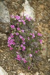 Spreading Phlox