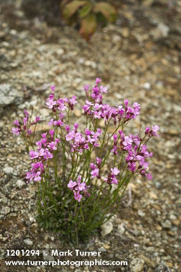 Arabis aculeolata