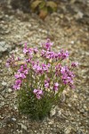 Waldo Rockcress