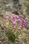 Waldo Rockcress