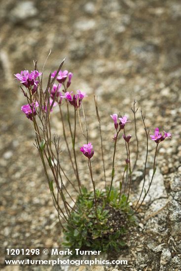 Arabis aculeolata