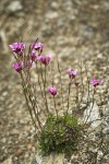 Waldo Rockcress