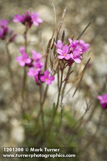 Arabis aculeolata