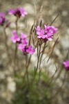 Waldo Rockcress blossoms