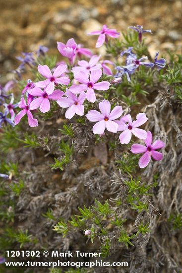 Phlox diffusa